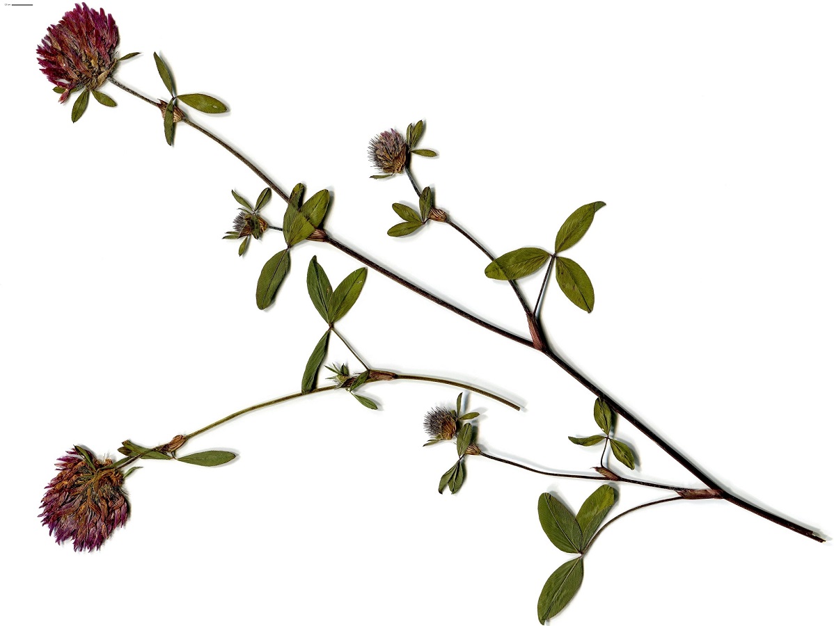Trifolium pratense var. pratense (Fabaceae)